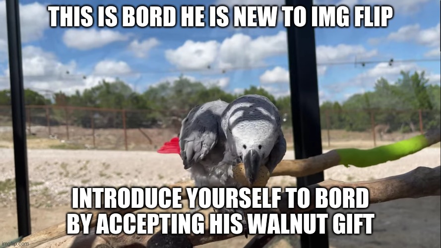 He is shy so be nice! | THIS IS BORD HE IS NEW TO IMG FLIP; INTRODUCE YOURSELF TO BORD BY ACCEPTING HIS WALNUT GIFT | image tagged in bord with nut | made w/ Imgflip meme maker