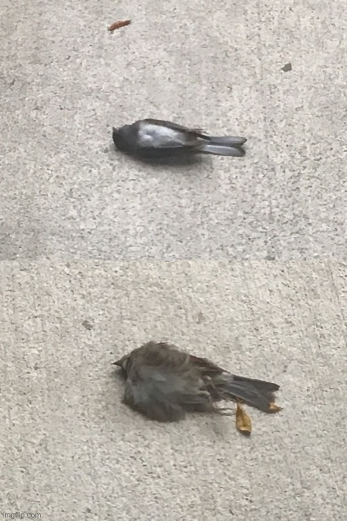 As a bird lover, this makes me sad :( I’m at a community college rn for….other reasons. | image tagged in memes,sad,birds,windows are evil,why,sadness | made w/ Imgflip meme maker