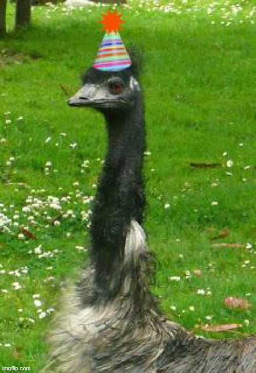 emu | image tagged in emu | made w/ Imgflip meme maker