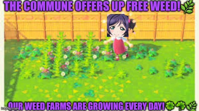 Free weed! | THE COMMUNE OFFERS UP FREE WEED!🌿; OUR WEED FARMS ARE GROWING EVERY DAY!🍀☘🌿 | image tagged in weed,smoke weed everyday,farming | made w/ Imgflip meme maker
