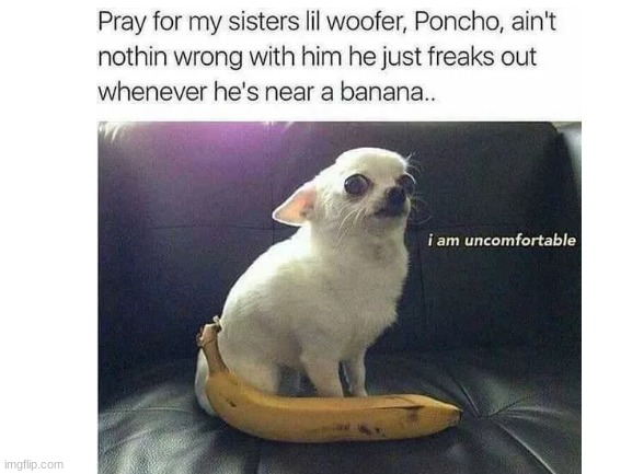 found this | image tagged in banana | made w/ Imgflip meme maker