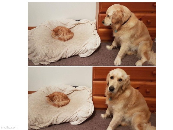 but it's my bed... | image tagged in woof,meow,dog,cat | made w/ Imgflip meme maker