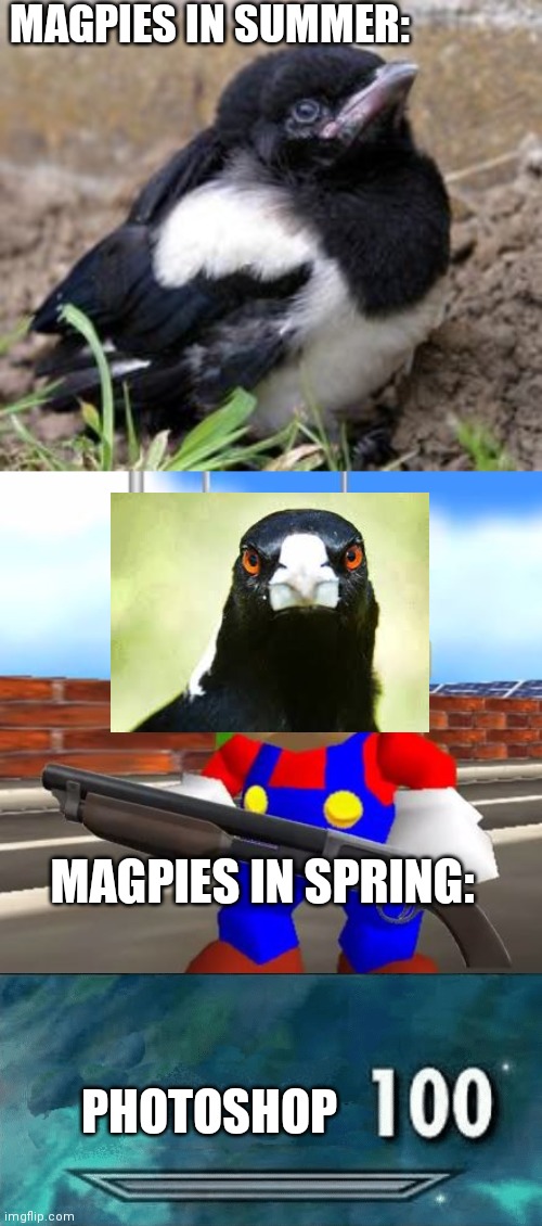That GODDAM magpies keep swooping Me! | MAGPIES IN SUMMER:; MAGPIES IN SPRING:; PHOTOSHOP | image tagged in magpie baby funny meme,smg4 shotgun mario,skyrim skill meme,magpies,photoshop | made w/ Imgflip meme maker