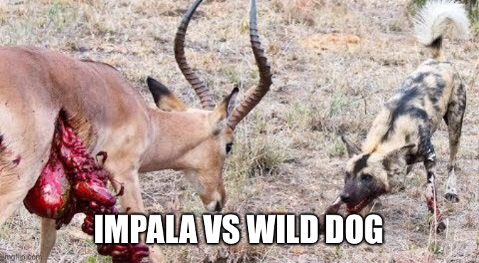 IMPALA VS WILD DOG | made w/ Imgflip meme maker
