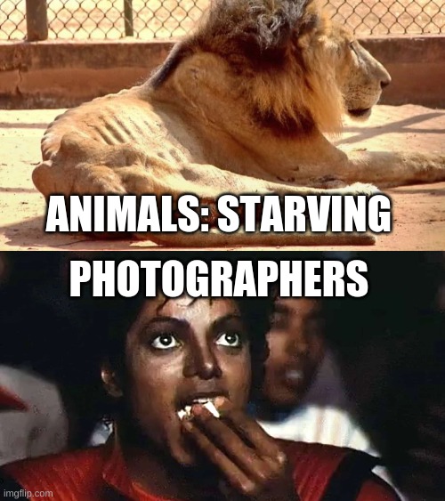 yes | ANIMALS: STARVING; PHOTOGRAPHERS | image tagged in bruh | made w/ Imgflip meme maker