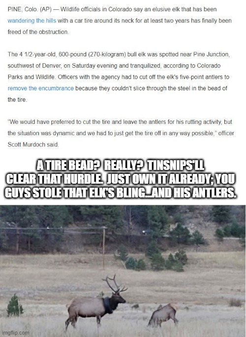 ELK GOT ROBBED | A TIRE BEAD?  REALLY?  TINSNIPS'LL CLEAR THAT HURDLE.  JUST OWN IT ALREADY; YOU GUYS STOLE THAT ELK'S BLING...AND HIS ANTLERS. | image tagged in elkbling | made w/ Imgflip meme maker