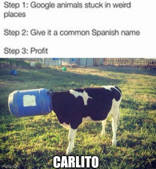 CARLITO | CARLITO | image tagged in animals in weird places | made w/ Imgflip meme maker