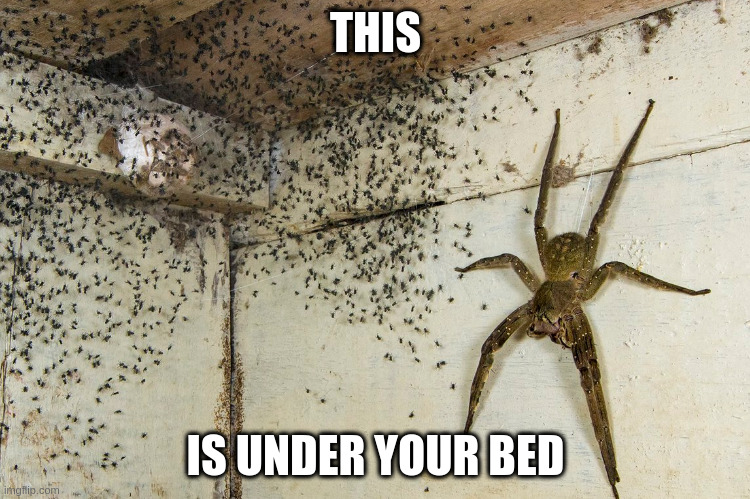 THIS; IS UNDER YOUR BED | image tagged in spider | made w/ Imgflip meme maker