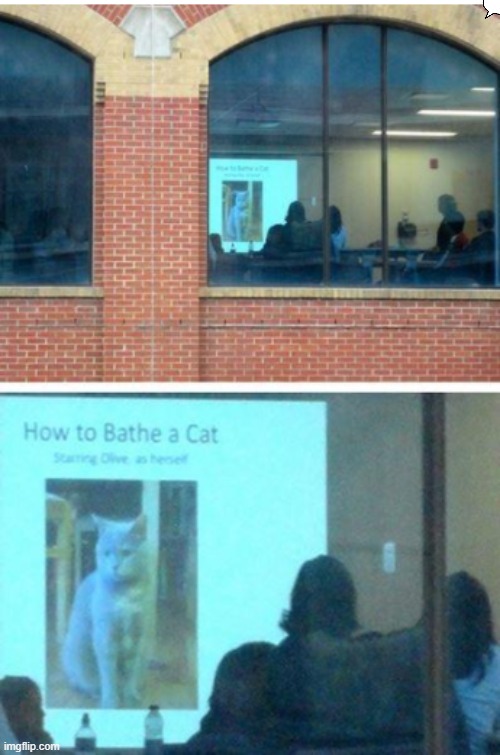 How to bathe a cat? | image tagged in grumpy cat,funny,funny memes | made w/ Imgflip meme maker