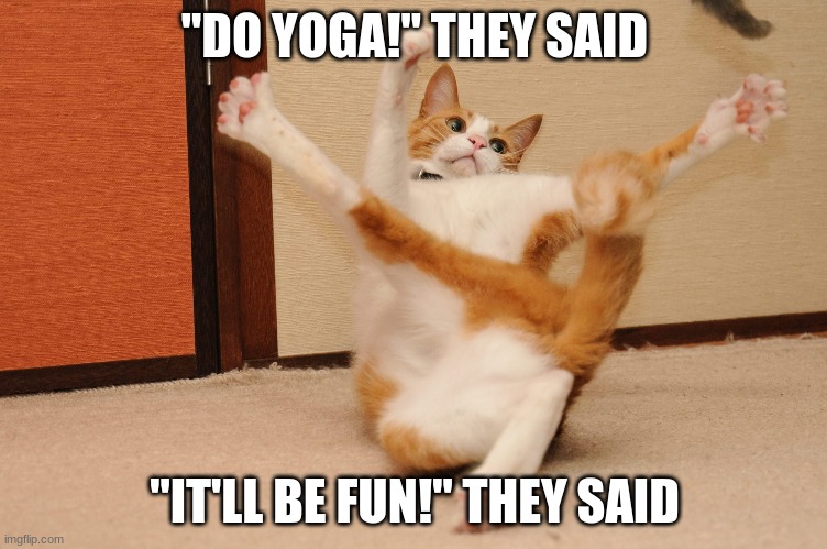 Yoga cat | "DO YOGA!" THEY SAID; "IT'LL BE FUN!" THEY SAID | image tagged in cats,yoga,funny,memes | made w/ Imgflip meme maker