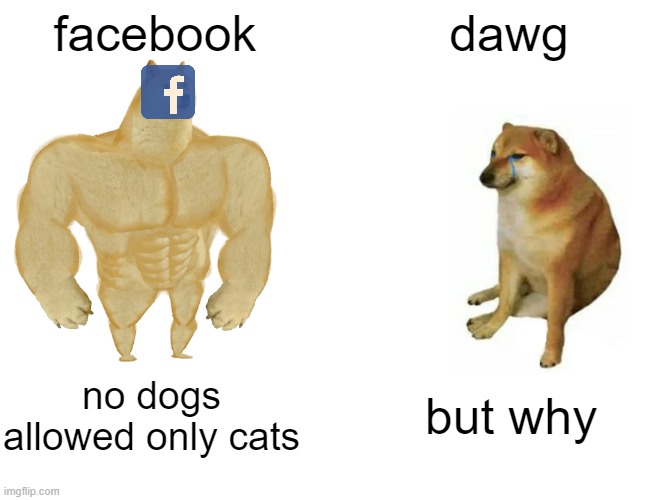 facebook be like | facebook; dawg; no dogs allowed only cats; but why | image tagged in memes,buff doge vs cheems | made w/ Imgflip meme maker