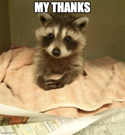 polite raccoon | MY THANKS | image tagged in polite raccoon | made w/ Imgflip meme maker
