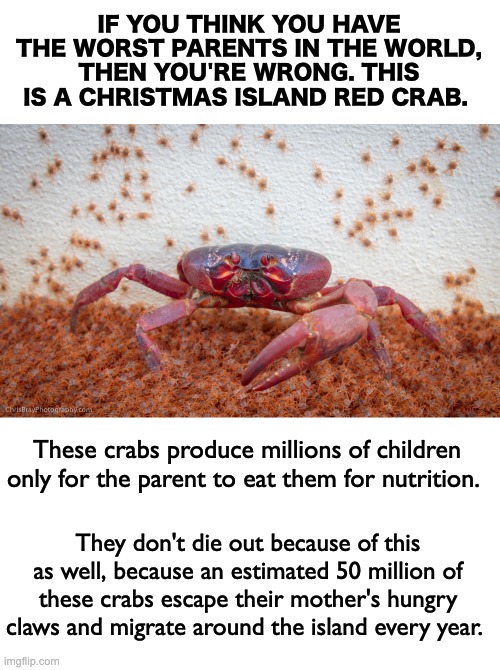 Here's a random fact that you (might) enjoy. And yes, these are the Crab Rave crabs. | IF YOU THINK YOU HAVE THE WORST PARENTS IN THE WORLD, THEN YOU'RE WRONG. THIS IS A CHRISTMAS ISLAND RED CRAB. These crabs produce millions of children only for the parent to eat them for nutrition. They don't die out because of this as well, because an estimated 50 million of these crabs escape their mother's hungry claws and migrate around the island every year. | image tagged in memes,unfunny,crab rave | made w/ Imgflip meme maker