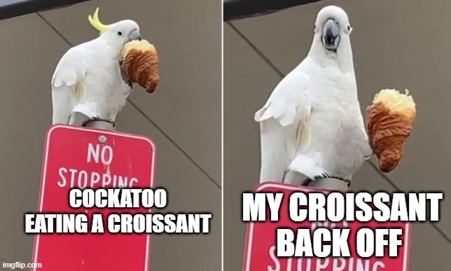 bird | COCKATOO EATING A CROISSANT; MY CROISSANT BACK OFF | image tagged in bird | made w/ Imgflip meme maker