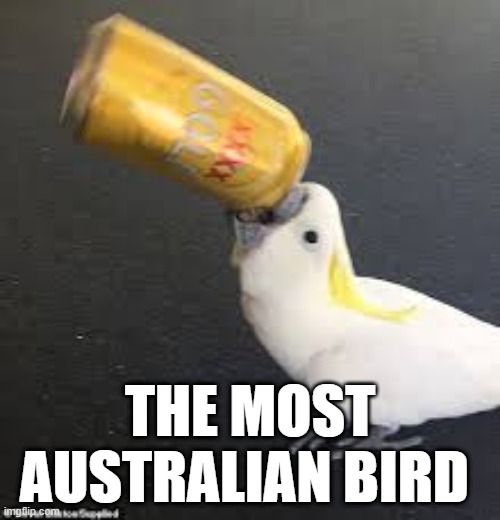 aus | THE MOST AUSTRALIAN BIRD | image tagged in aus | made w/ Imgflip meme maker