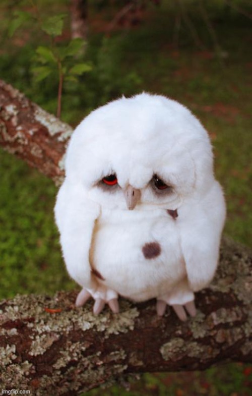 sad owl | image tagged in sad owl | made w/ Imgflip meme maker