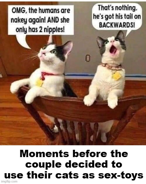 Very ... cute cats | Moments before the couple decided to use their cats as sex-toys | image tagged in nsfw,maybe don't view nsfw,cats,funny cats,sex jokes,fun | made w/ Imgflip meme maker