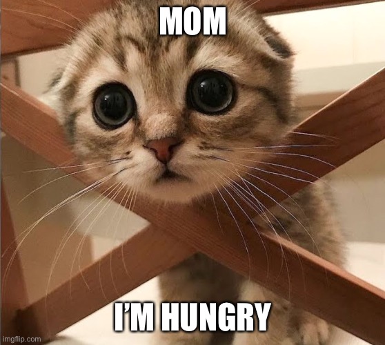 Cat | MOM; I’M HUNGRY | image tagged in cat | made w/ Imgflip meme maker