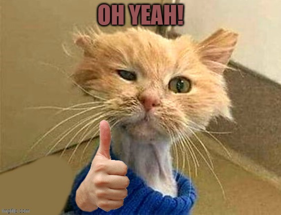 thumb cat | OH YEAH! | image tagged in thumb cat | made w/ Imgflip meme maker