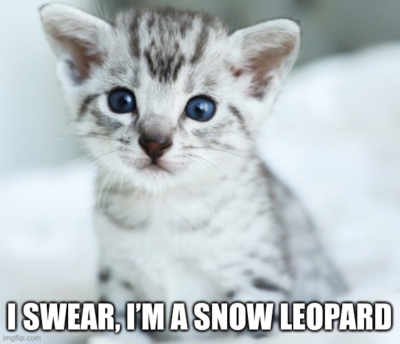 Meow—uh, I mean—ROAR! | I SWEAR, I’M A SNOW LEOPARD | image tagged in cat,roar,cute,adorkable,meow,yes | made w/ Imgflip meme maker