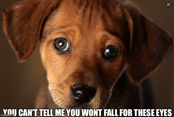 Doggo go brrrrrr | YOU CAN’T TELL ME YOU WONT FALL FOR THESE EYES | image tagged in dog | made w/ Imgflip meme maker