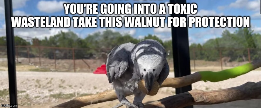 YOU'RE GOING INTO A TOXIC WASTELAND TAKE THIS WALNUT FOR PROTECTION | made w/ Imgflip meme maker