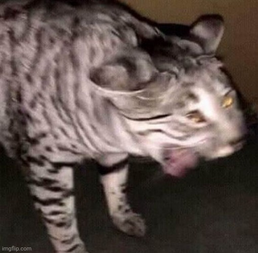 Cat screaming Blank Meme Template