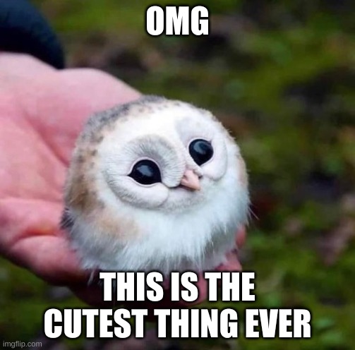 OMG; THIS IS THE CUTEST THING EVER | made w/ Imgflip meme maker