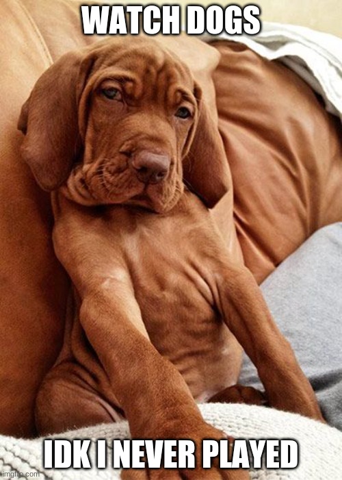 serious bloodhound | WATCH DOGS; IDK I NEVER PLAYED | image tagged in serious bloodhound | made w/ Imgflip meme maker