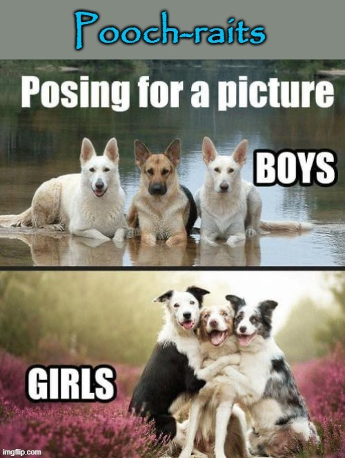 Pooch-raits | image tagged in dog memes | made w/ Imgflip meme maker
