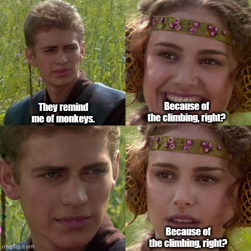 Anakin Padme 4 Panel | They remind me of monkeys. Because of the climbing, right? Because of the climbing, right? | image tagged in anakin padme 4 panel | made w/ Imgflip meme maker