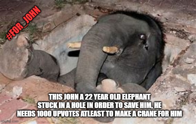 for john? | #FOR_JOHN; THIS JOHN A 22 YEAR OLD ELEPHANT STUCK IN A HOLE IN ORDER TO SAVE HIM, HE NEEDS 1000 UPVOTES ATLEAST TO MAKE A CRANE FOR HIM | image tagged in fun stuff | made w/ Imgflip meme maker