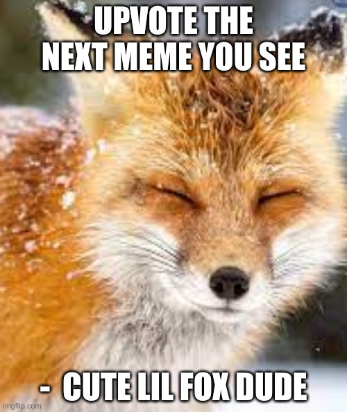 Complimenting fox |  UPVOTE THE NEXT MEME YOU SEE; -  CUTE LIL FOX DUDE | image tagged in funny,fox news,cool story bro | made w/ Imgflip meme maker
