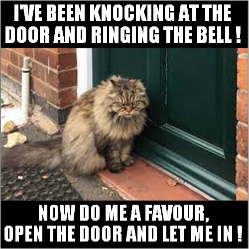 I Think This Cat Wants In ! | I'VE BEEN KNOCKING AT THE
DOOR AND RINGING THE BELL ! NOW DO ME A FAVOUR, OPEN THE DOOR AND LET ME IN ! | image tagged in cats,let me in,song lyrics | made w/ Imgflip meme maker