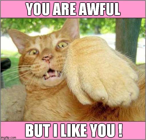 This Cats Name Is Mandy ! | YOU ARE AWFUL; BUT I LIKE YOU ! | image tagged in cats | made w/ Imgflip meme maker