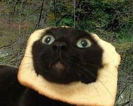 Funny Bread Cat UwU Blank Meme Template