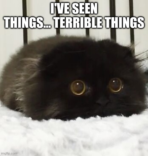 It IS Halloween | I'VE SEEN THINGS... TERRIBLE THINGS | image tagged in kitten,so cute | made w/ Imgflip meme maker