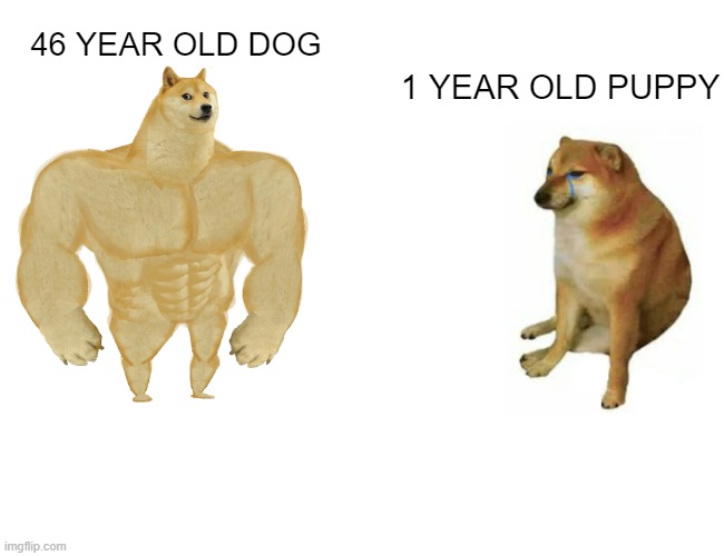 Buff Doge vs. Cheems Meme | 46 YEAR OLD DOG; 1 YEAR OLD PUPPY | image tagged in memes,buff doge vs cheems | made w/ Imgflip meme maker