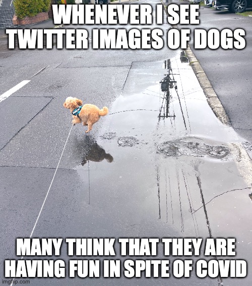 Dog Images on Twitter | WHENEVER I SEE TWITTER IMAGES OF DOGS; MANY THINK THAT THEY ARE HAVING FUN IN SPITE OF COVID | image tagged in twitter,dogs,memes | made w/ Imgflip meme maker