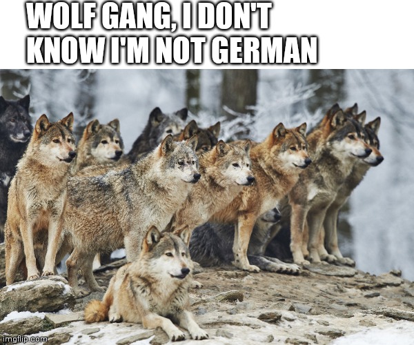 Wolfgang Amadeus Mozart | WOLF GANG, I DON'T KNOW I'M NOT GERMAN | image tagged in mozart,germany | made w/ Imgflip meme maker