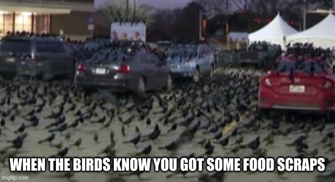 they never chose the bird life the bird life chose them | WHEN THE BIRDS KNOW YOU GOT SOME FOOD SCRAPS | image tagged in da bird life,ya,scibbidi bop mmmm dada,stop reading these tags | made w/ Imgflip meme maker