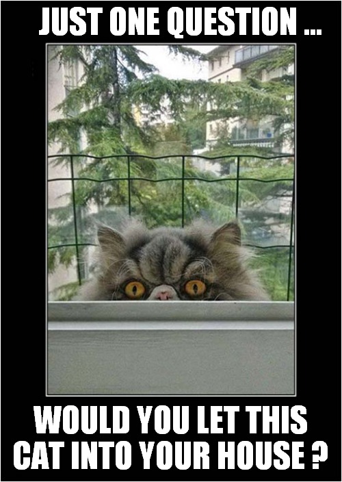 That's One Evil Looking Kitty ! | JUST ONE QUESTION ... WOULD YOU LET THIS CAT INTO YOUR HOUSE ? | image tagged in cats,evil cat | made w/ Imgflip meme maker