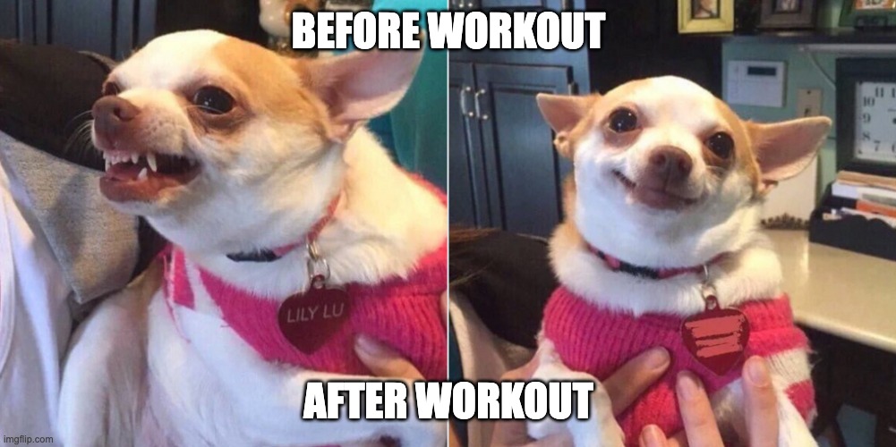 Before and After Workout | BEFORE WORKOUT; AFTER WORKOUT | image tagged in perro enojado y feliz / dog angry | made w/ Imgflip meme maker
