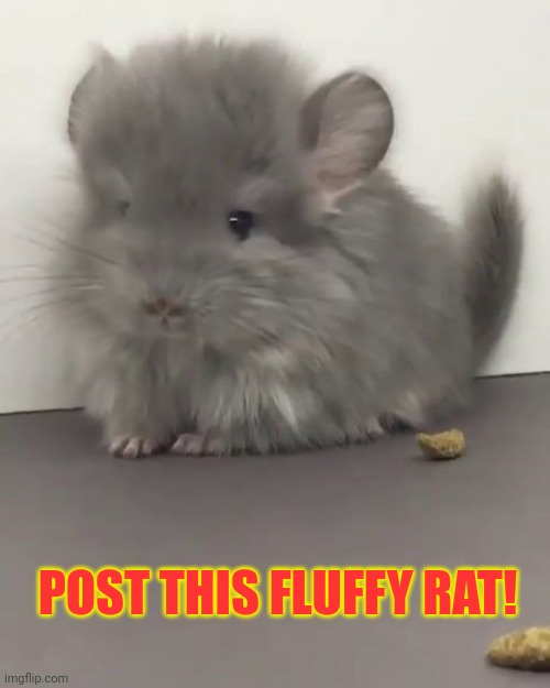 High Quality fluffy rat Blank Meme Template