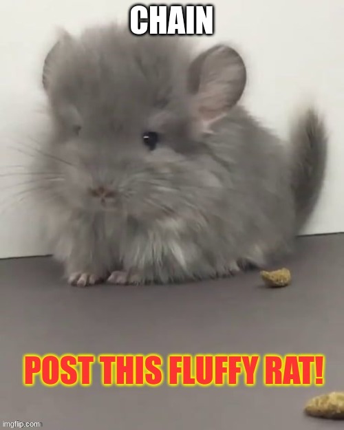 fluffy rat | CHAIN | image tagged in fluffy rat | made w/ Imgflip meme maker