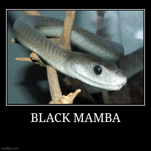 Black Mamba | BLACK MAMBA | | image tagged in demotivationals,mamba | made w/ Imgflip demotivational maker