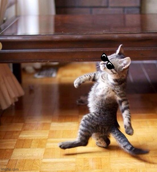 Swag cat | image tagged in swag cat | made w/ Imgflip meme maker