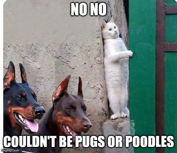 Hidden cat |  NO NO; COULDN'T BE PUGS OR POODLES | image tagged in hidden cat | made w/ Imgflip meme maker