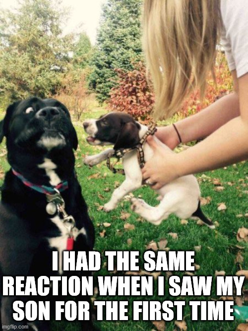 I HAD THE SAME REACTION WHEN I SAW MY SON FOR THE FIRST TIME | image tagged in dogs | made w/ Imgflip meme maker