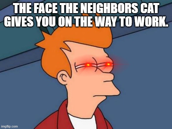 cat. | THE FACE THE NEIGHBORS CAT GIVES YOU ON THE WAY TO WORK. | image tagged in memes,futurama fry | made w/ Imgflip meme maker